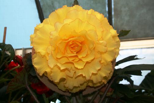 B. ‘Alana Hamilton’